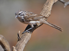 Plectorhyncha lanceolata