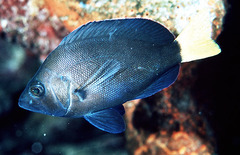 Yellowtail Hamlet photo 3