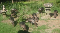 Meleagris gallopavo