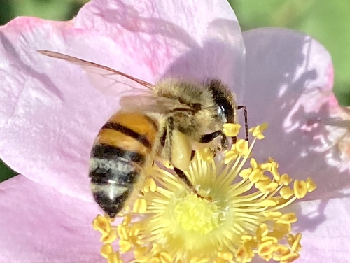 iNaturalist observation photo of Western Honey Bee