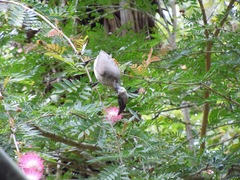 Philemon buceroides