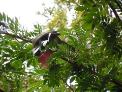 Philemon buceroides