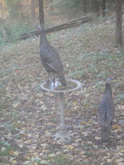 Meleagris gallopavo
