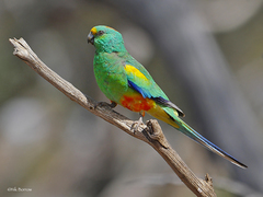 Psephotus varius