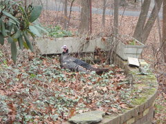 Meleagris gallopavo