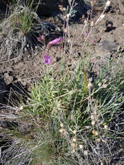 Penstemon gairdneri