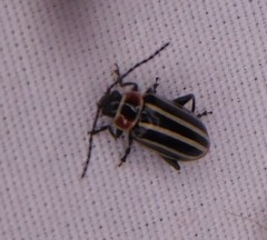 Disonycha pensylvanica