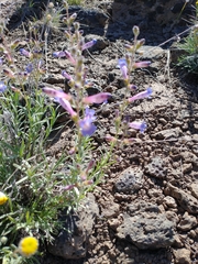 Penstemon gairdneri