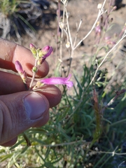 Penstemon gairdneri