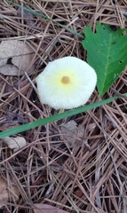 Leucocoprinus fragilissimus image