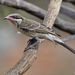 Spiny-cheeked Honeyeater - Photo (c) Nik Borrow, some rights reserved (CC BY-NC)