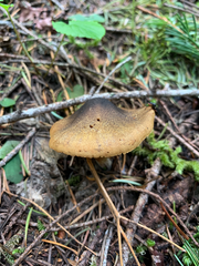 Cortinarius clandestinus