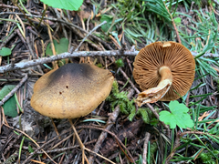 Cortinarius clandestinus