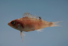 Saddle Bass photo 2