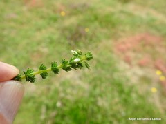 Erica cinerea