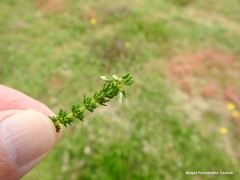 Erica cinerea