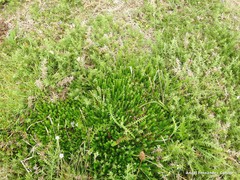 Erica cinerea
