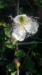 Capparis spinosa