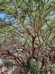Prosopis alba alba