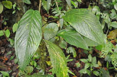 Anthurium coclense