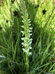 Platanthera dilatata albiflora