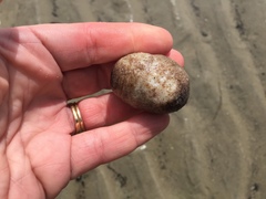 Pentamera pulcherrima