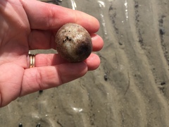 Pentamera pulcherrima