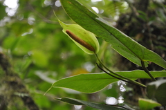 Anthurium cucullispathum