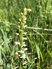 Platanthera dilatata albiflora