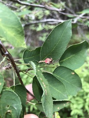 Amelanchier × intermedia
