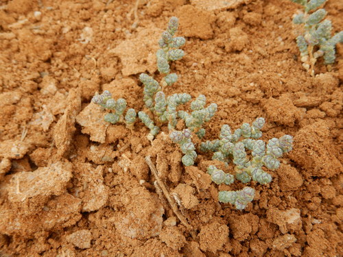 Image of Halopeplis amplexicaulis by (c) Duarte Frade, some rights reserved (CC BY)