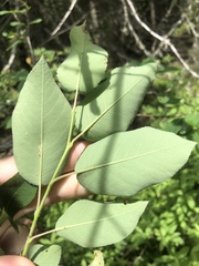 Amelanchier × intermedia