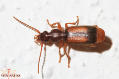 Polistichus connexus