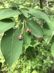 Amelanchier × intermedia
