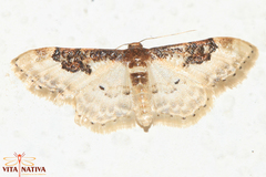 Idaea mustelata