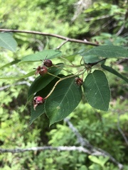 Amelanchier × intermedia