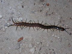 Scolopendra dalmatica