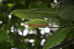 Anthurium cucullispathum