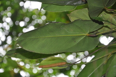 Anthurium cucullispathum