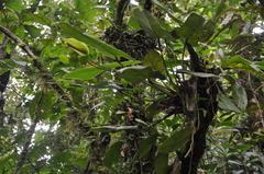 Anthurium cucullispathum