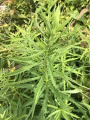 Solidago canadensis hargeri