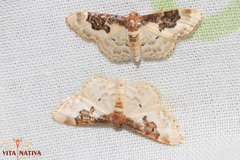 Idaea mustelata