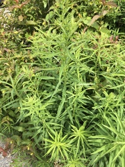 Solidago canadensis hargeri
