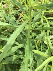 Solidago canadensis hargeri