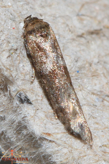 Blastobasis phycidella
