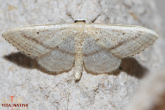 Idaea mediaria