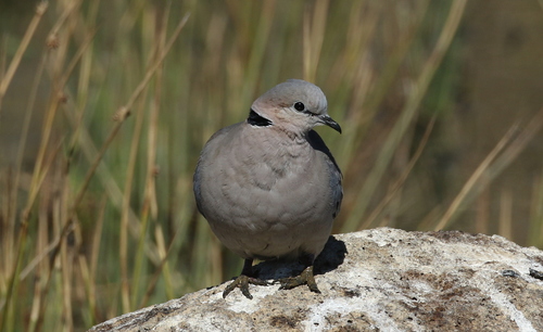 Cape Turtle Dove
