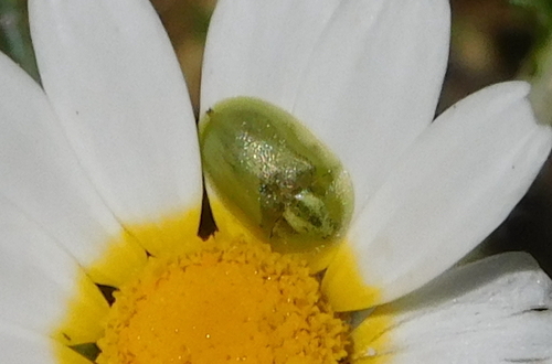Cassida inquinata