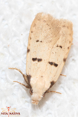 Stibaromacha ratella