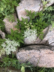 Ligusticum scothicum